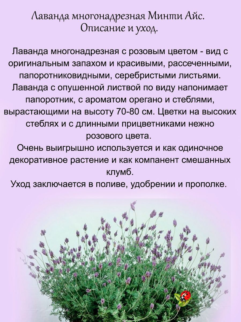 Лаванда Многонадрезная розовая с ароматом орегано