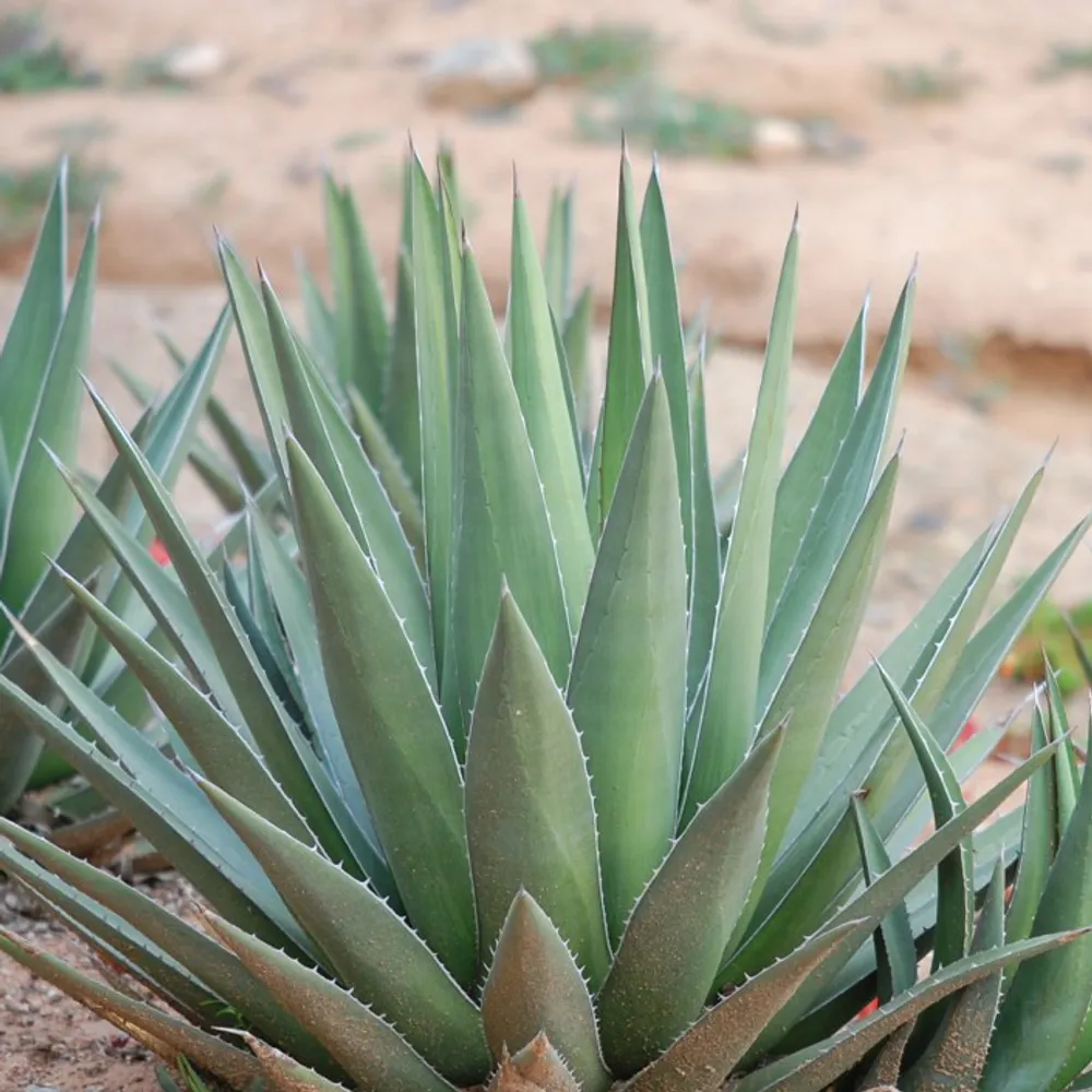 Агава треугольная (Agave triangularis) семена 2 шт