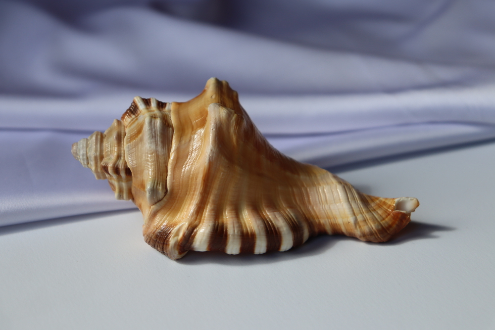 Циматиум перри (Cymatium perryi) 11 см., 1шт.