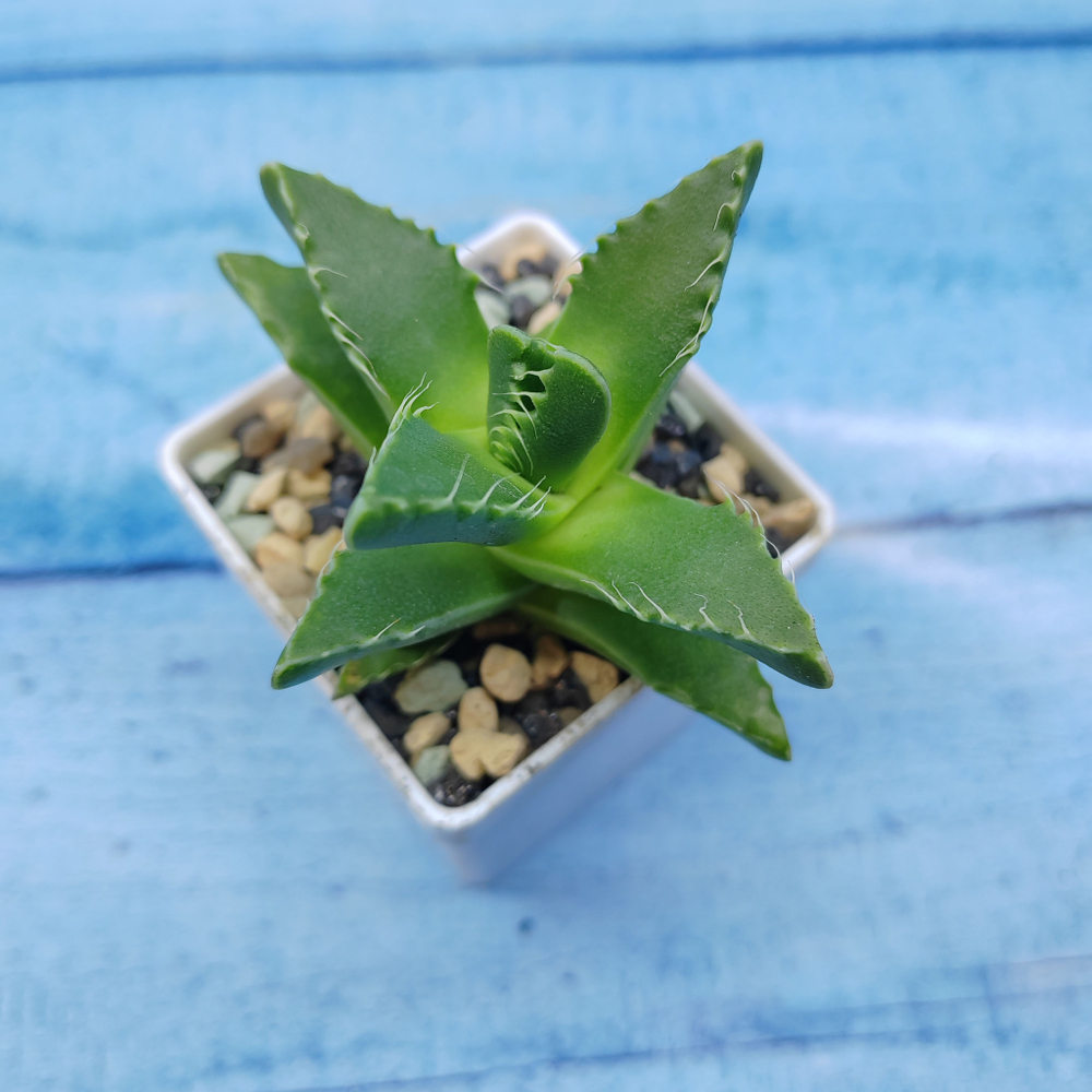 Faucaria Felina (Фаукария)