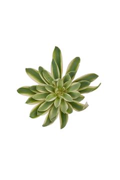 Агава small