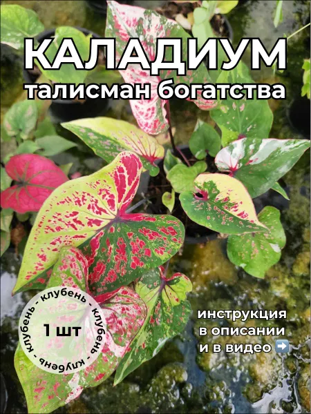 Каладиум Талисман богатства клубень
