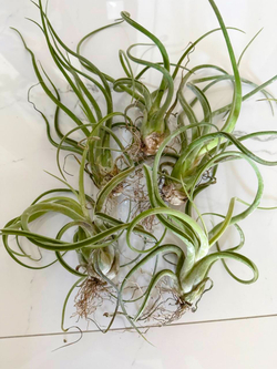 Тилландсия Ионанта Капут-медуза (Tillandsia ionantha x caput medusae) размер L
