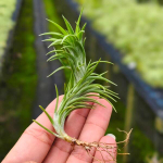 Тилландсия cocoensis R