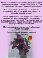 Оксалис Кислица Счастливый клевер Дневная бабочка