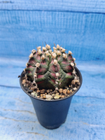 Gymnocalycium T-Rex Pink hybrid (Гимнокалициум T-rex)