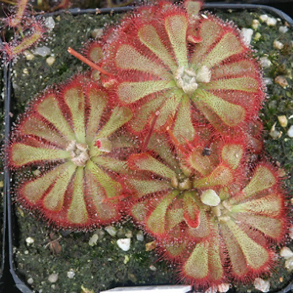 Drosera Aliciae (Росянка Алисы)