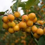 Яблоня декоративная ‘Golden Hornet’