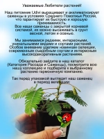 Мимоза стыдливая "Не тронь меня"