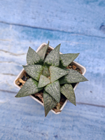 Haworthia Comptoniana hyb. (Хавортия)