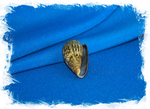 Conus (Lautoconus) hybridus