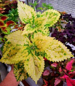Yellow Kakariki Тай колеус