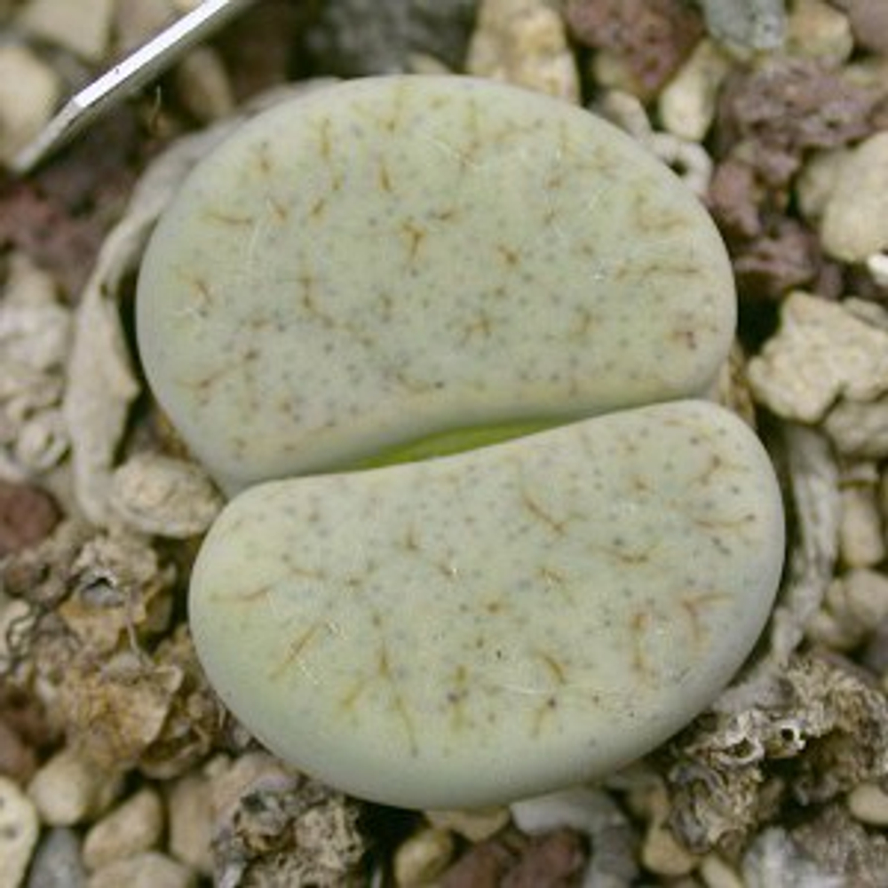 Литопс (C306 Lithops pseudotruncatella ssp. archerae) живые камни семена