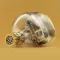 Elysian Acoustic Annihilator 2026 Transparent Gold