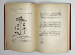 Кайгородов. Д. Из зелёного царства.Популярные очерки из мира растений. СПб., 1912