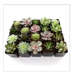 Суккулент