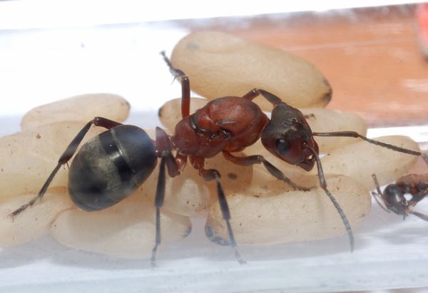 Муравьи рода Raptiformica sanguinea Муравьи рода Raptiformica sanguinea