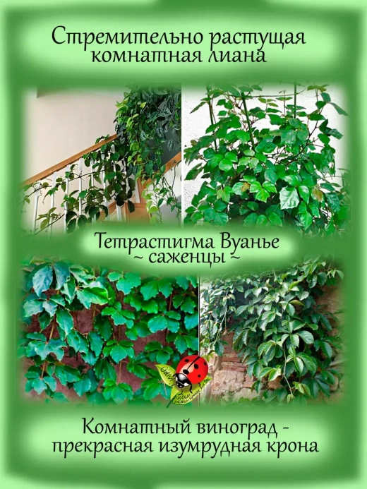 Тетрастигма Вуанье Комнатная мощная лиана