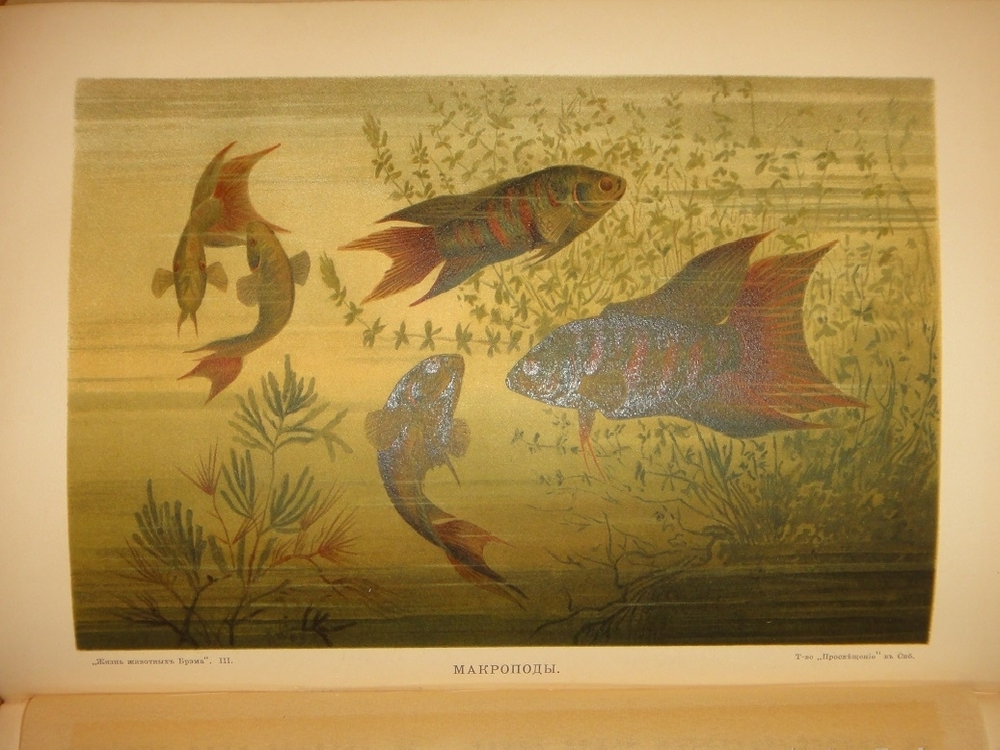 "Жизнь животных. В 3-х томах". 1904г.