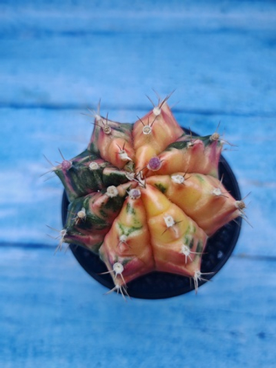 Gymnocalycium Variegata (Гимнокалициум Вариегатный)