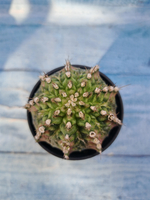 Gymnocalycium T-Rex Pink hybrid (Гимнокалициум)