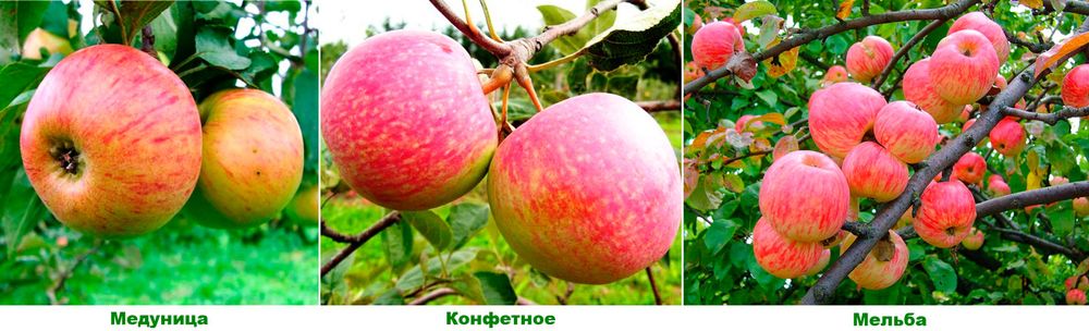Яблоня Дерево-сад 3 сорта Мелба/Конфетное/Медуница С7,5 Закупка Н19 май/июнь 2027 Яблоня Дерево-сад 3 сорта Мелба/Конфетное/Медуница С7,5 Закупка Н19 май/июнь 2027