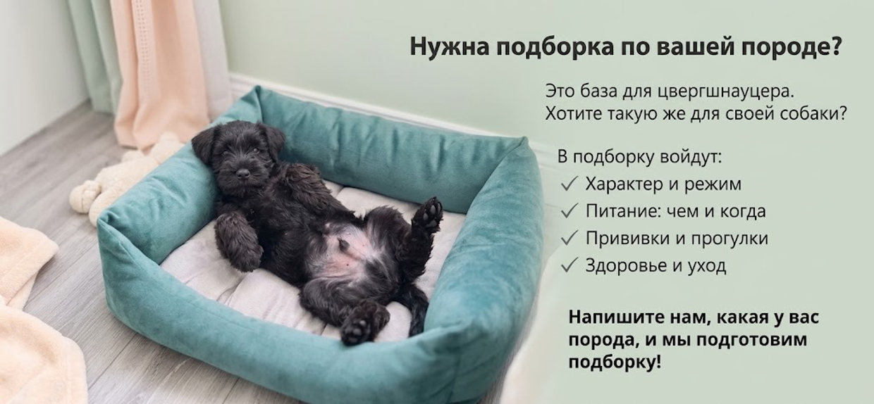 Цвергшнауцер: характер, воспитание и первые месяцы дома