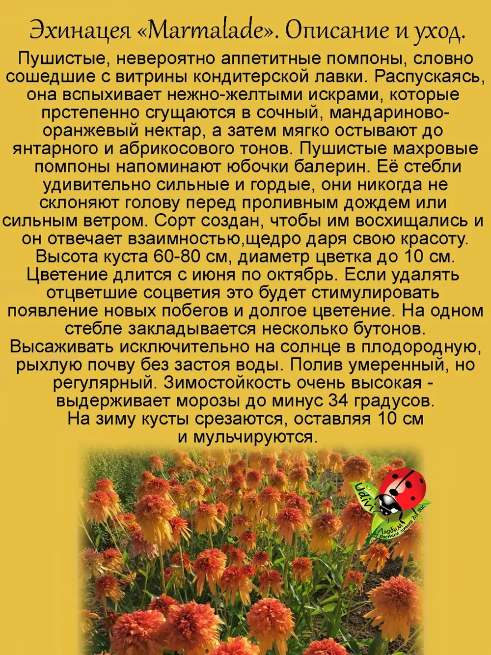 Эхинацея махровая "Мармелад" долгоцветущая