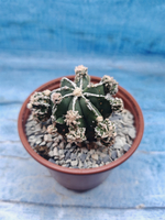 Astrophytum Myriostigma "Hakujo Fukuryu" (Астрофитум)