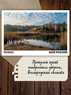 Моя Россия. Птицы