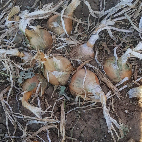 Рокито семена лука репчатого (Seminis / Семинис) – фото 3