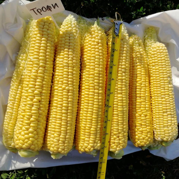 Трофи F1 семена кукурузы (Seminis / Семинис) – фото 1