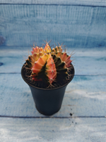 Gymnocalycium Variegata (Гимнокалициум Вариегатный)