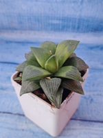 Haworthia Retusa Geraldii (Хавортия)