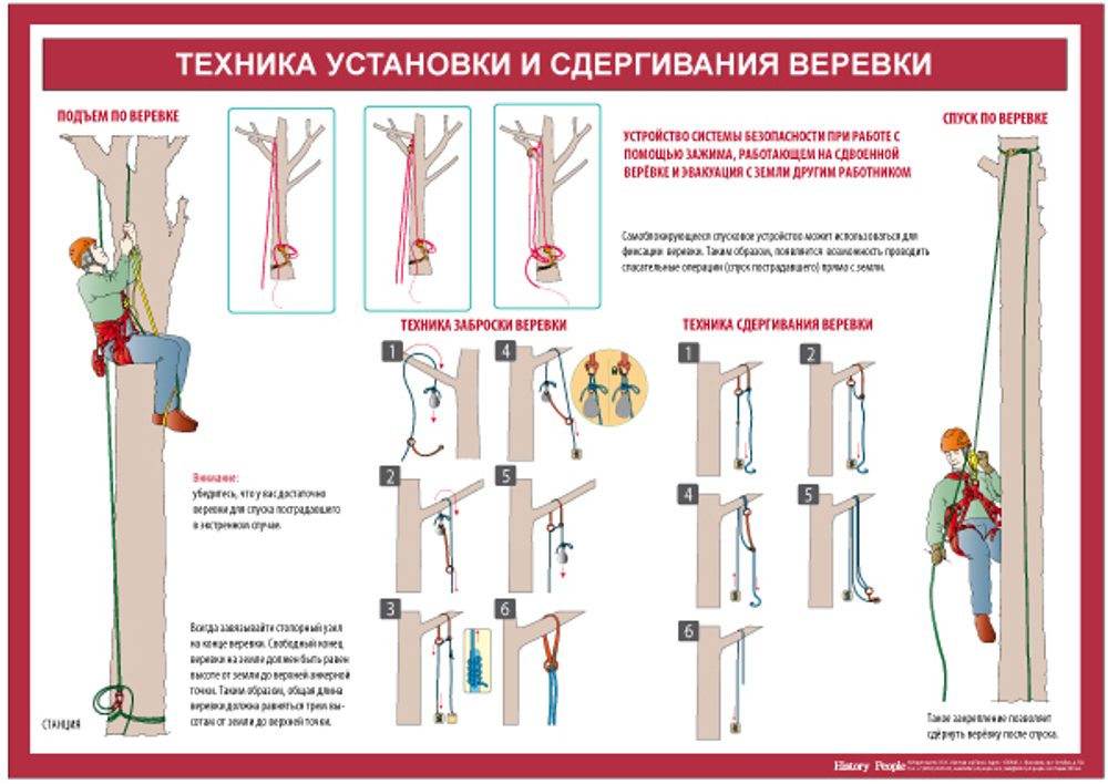 Учебный плакат Техника обрезки деревьев (кронирование)