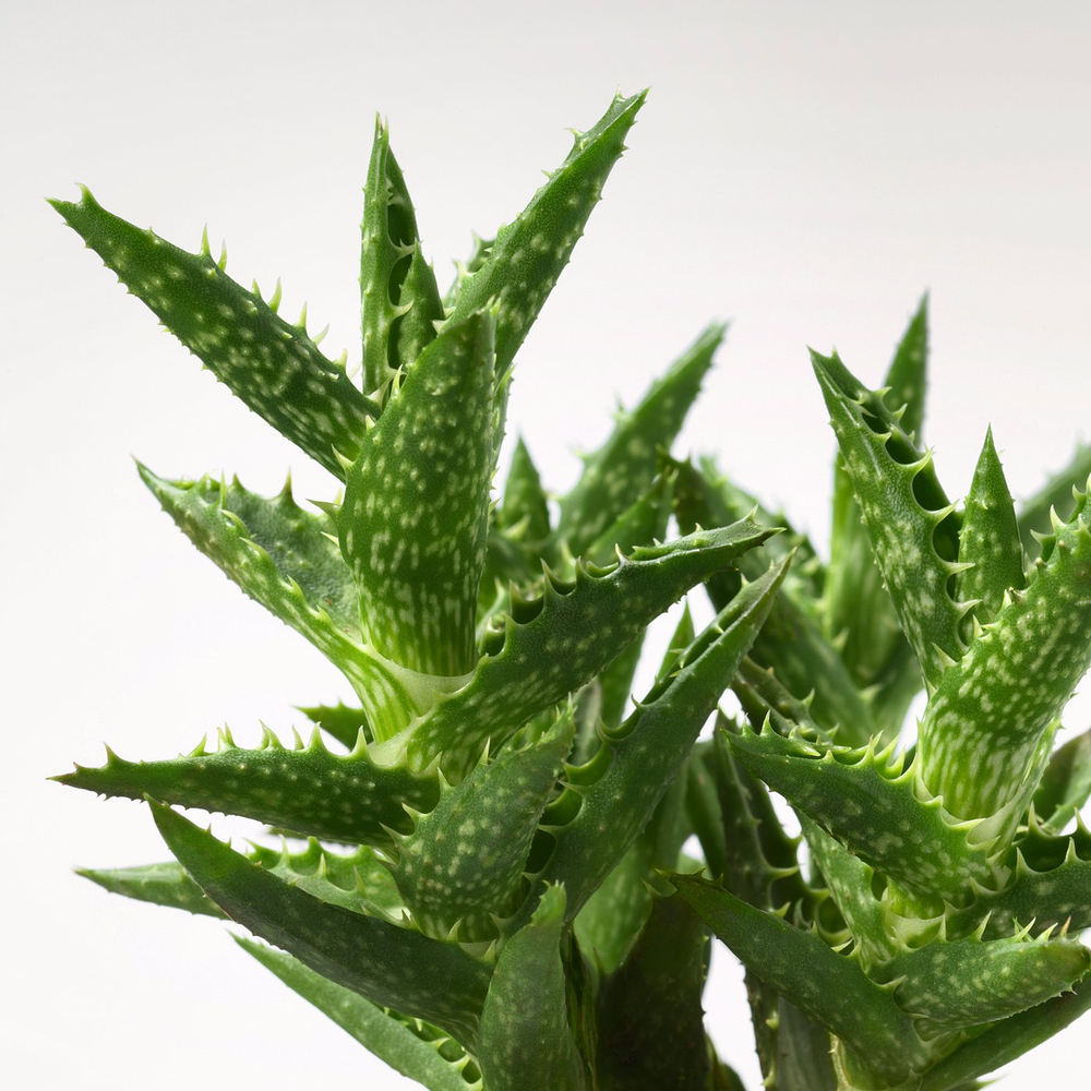 IKEA SUCCULENT  (ИКЕА СУССУЛЕНТ)  -  Растение в горшке - разные/Суккулент 9 см
