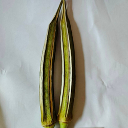 Бамия варигетная Abelmoschus esculentus семена 2 шт