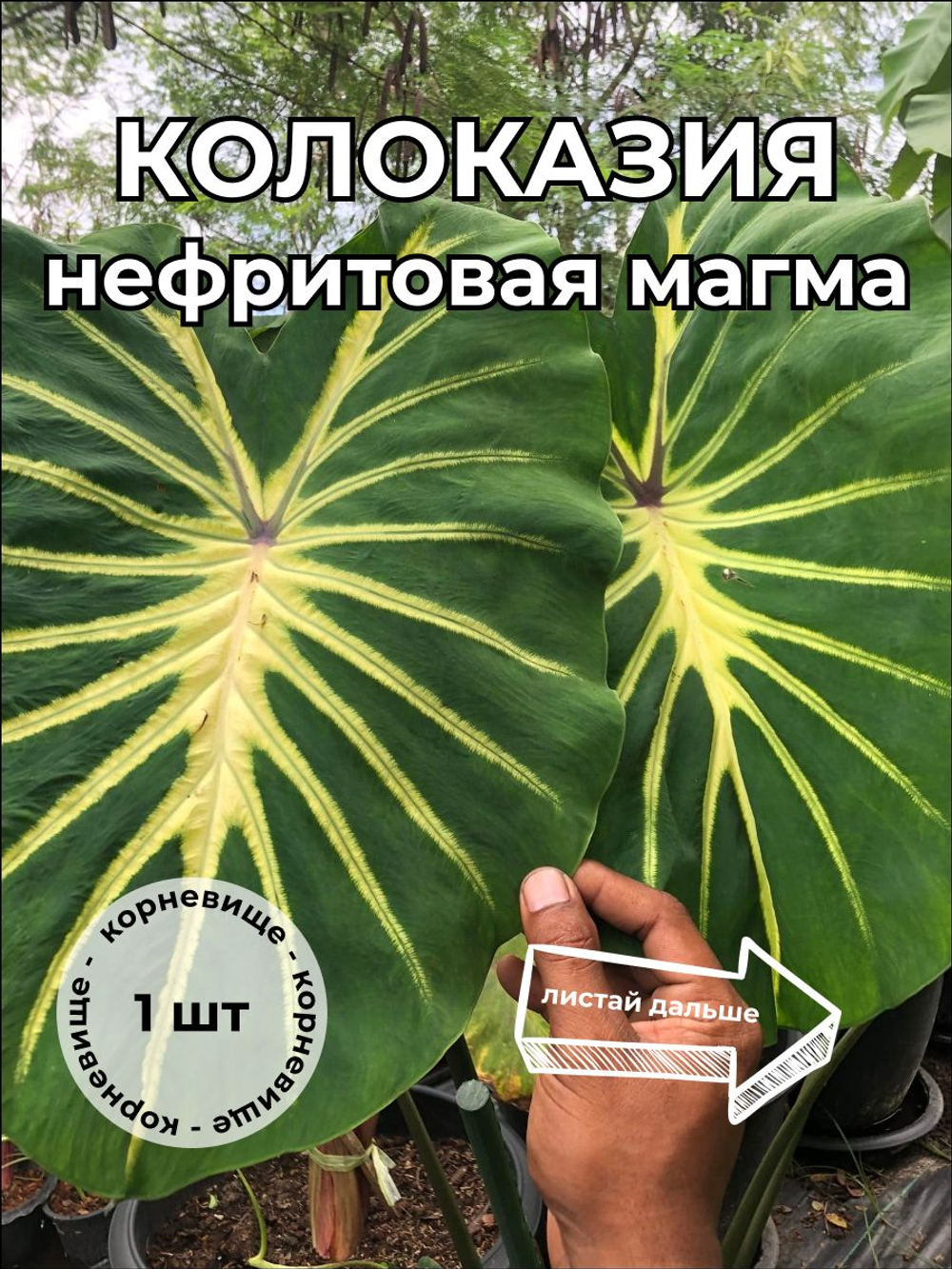 Колоказия Нефритовая Магма Jade magma корневище