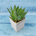 Aloe Aristata (Алоэ)