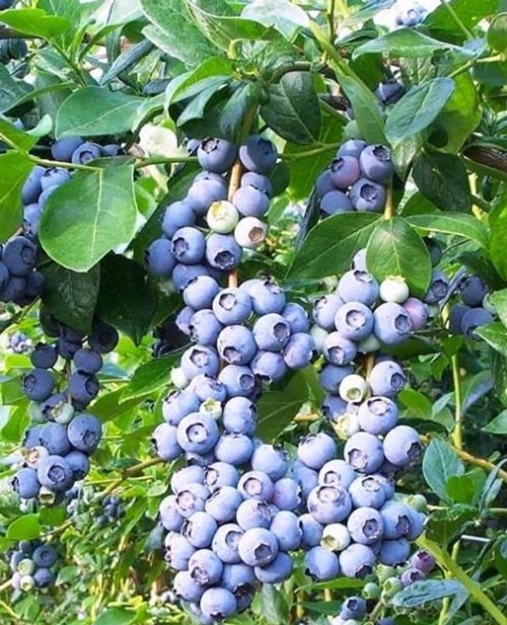 ДЮК (Duke) голубика р9