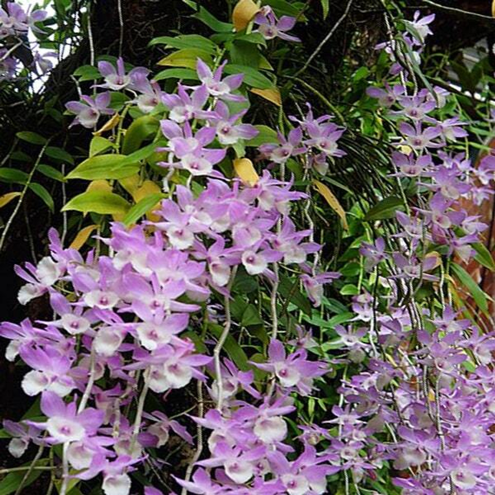 Орхидея DENDROBIUM APHYLLUM (Н77)