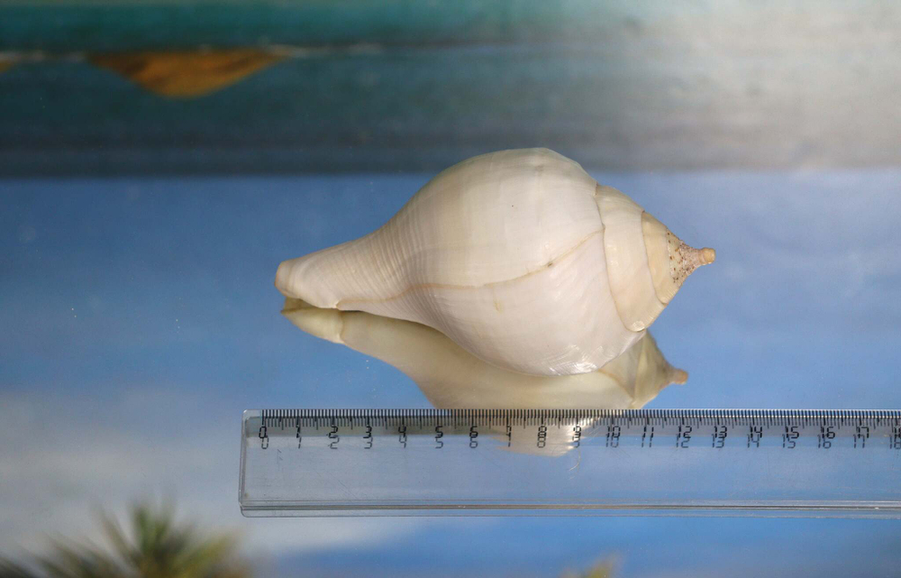 Турбинелла пурум, Turbinella pyrum 12,8 см