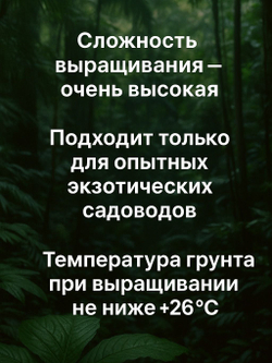 Такка перистонадрезанная Tacca Leontopetaloides семена 5 шт