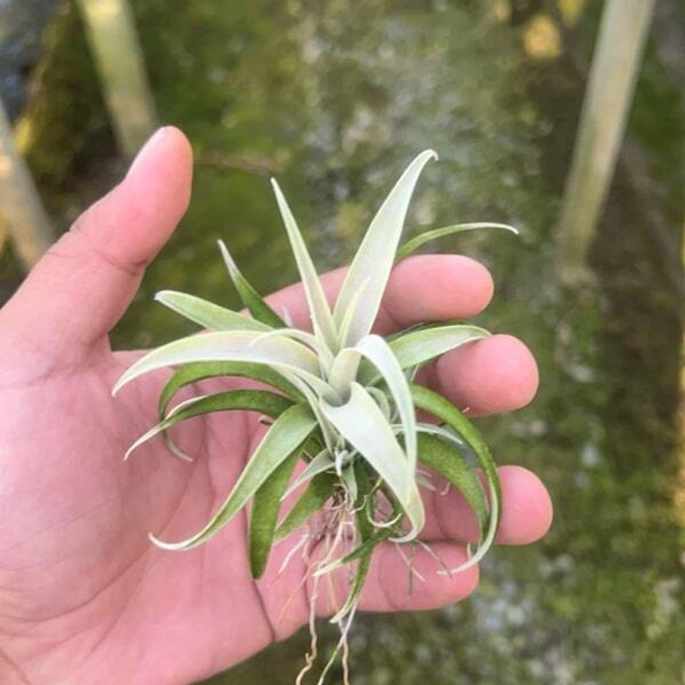 Тилландсия capitata Silver Rose (Т65)