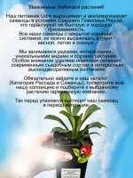 Ромашка Джейн садовая Нивяник