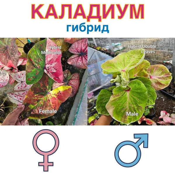 Каладиум гибрид мультколор х Гибрид двойной лист семена 5 штук