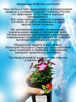 Петуния Бланкет Розовая звезда мощная