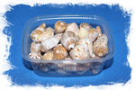 Конус Билиосус Парвулус, 2-4см, 100гр, 20шт