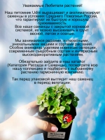Персидская фиалка Экзакум Принцесса в темно синем