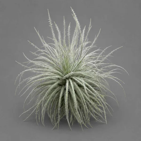 Тилландсия Текторум Сноу (Tillandsia tectorum Snow) атмосферное растение